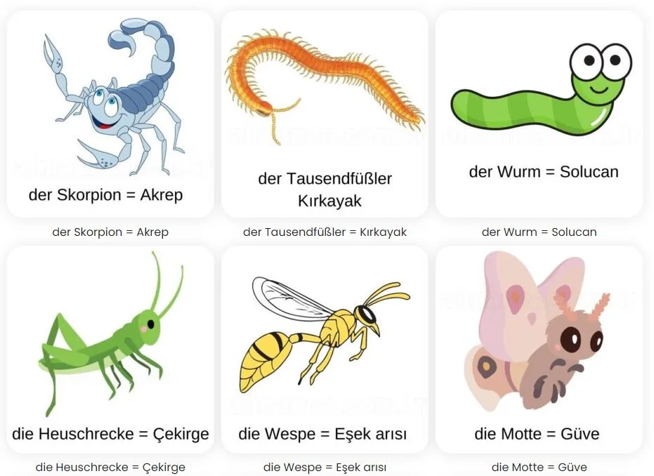 almanca bocekler die insekten 1