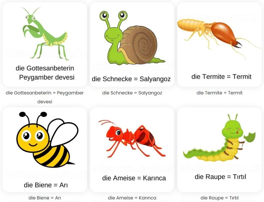 almanca bocekler die insekten 2