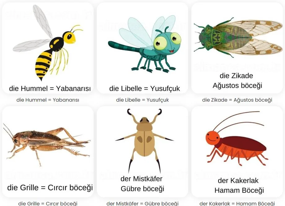 almanca bocekler die insekten 3