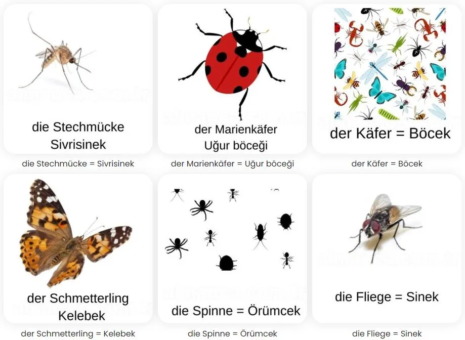 almanca bocekler die insekten 4