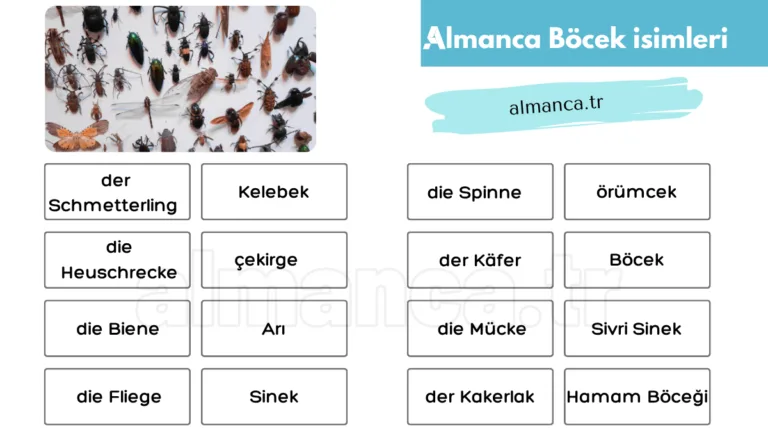 Almanca Böcek İsimleri ve Türkçe Anlamları