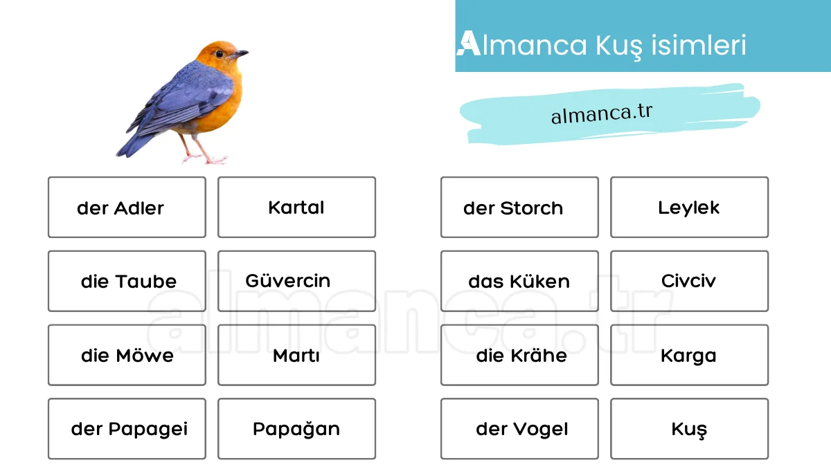almanca kuslar ve turkce anlamlari