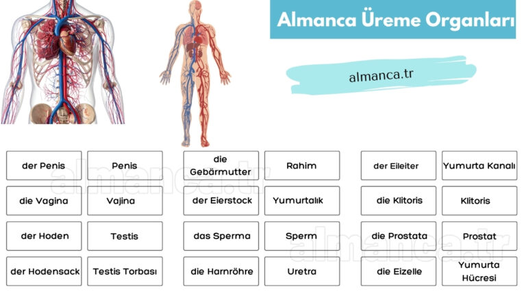 Almanca Üreme Organları ve Türkçe Anlamları
