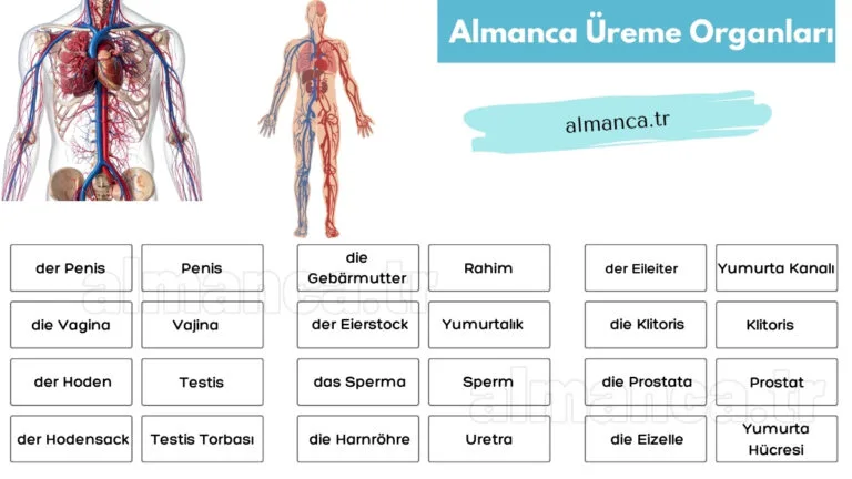 Almanca Üreme Organları ve Türkçe Anlamları