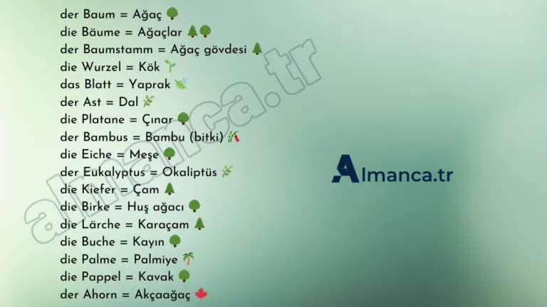 Almanca Ağaçlar ve Türkçe Anlamları