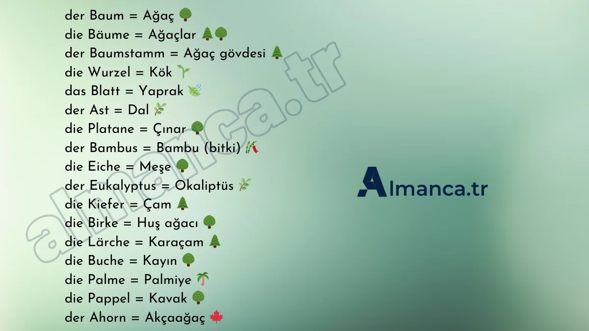 Almanca Ağaçlar – die Bäume