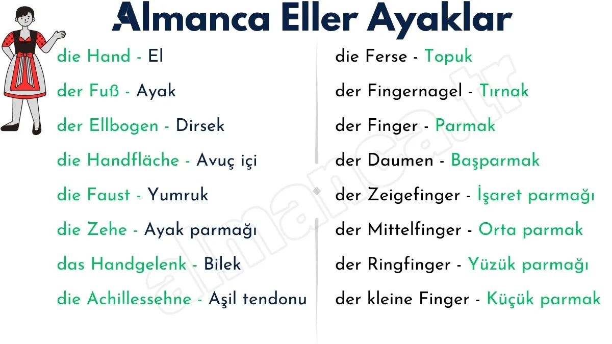 Almanca Eller ve Ayaklar: Türkçe Anlamları