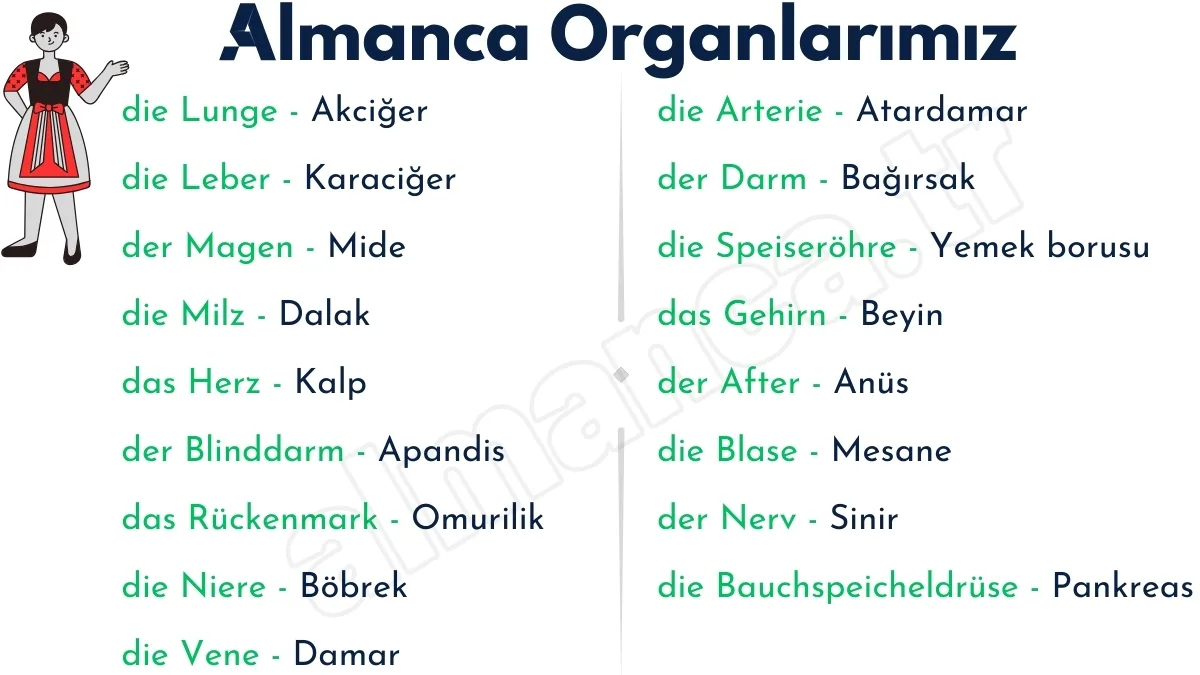 Almanca Organlırımız ve Türkçe Anlamları