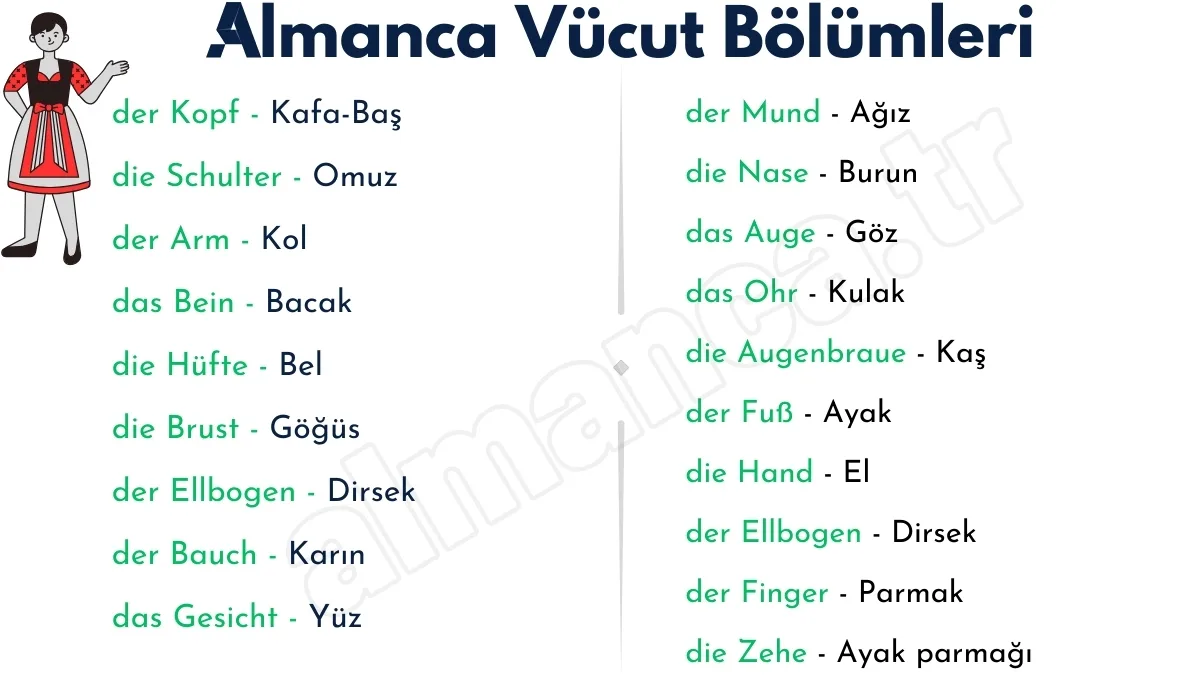 Almanca Vücut Bölümleri